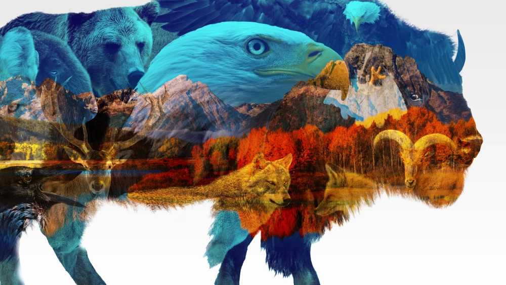 ảnh poster phim America the Beautiful