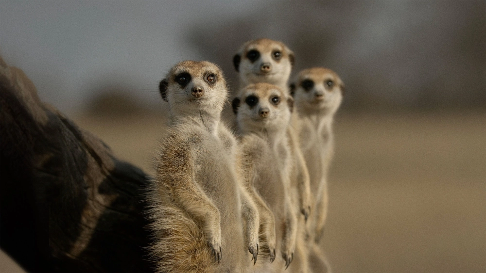 ảnh poster phim Bí Ẩn Về Thế Giới Động Vật (The Secret Lives of Animals)