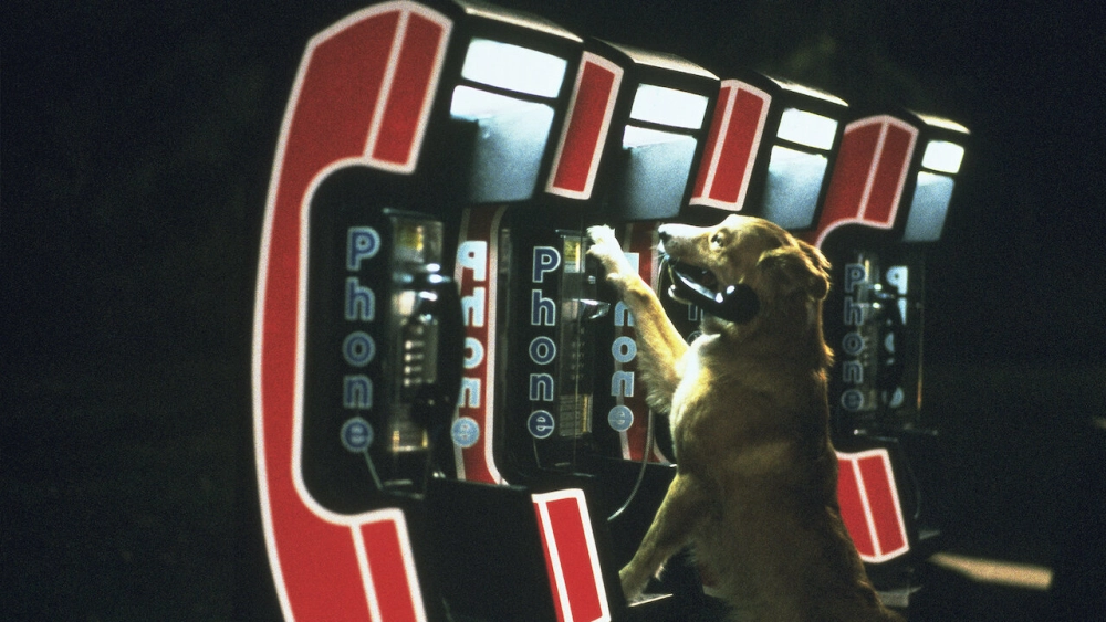 ảnh poster phim Bingo