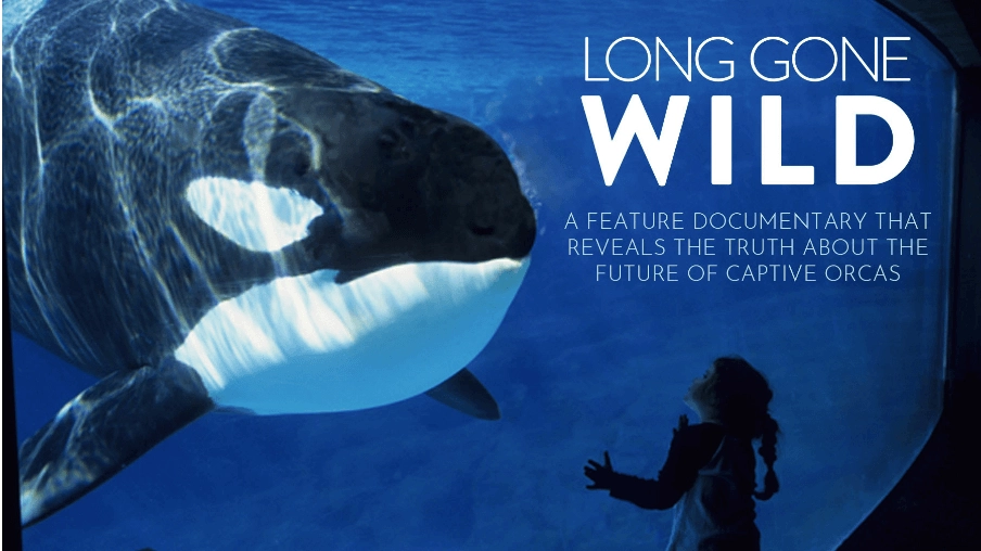 ảnh poster phim Cá đen (Blackfish)