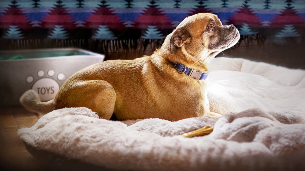 ảnh poster phim Chú chó Bruno (It's Bruno!)