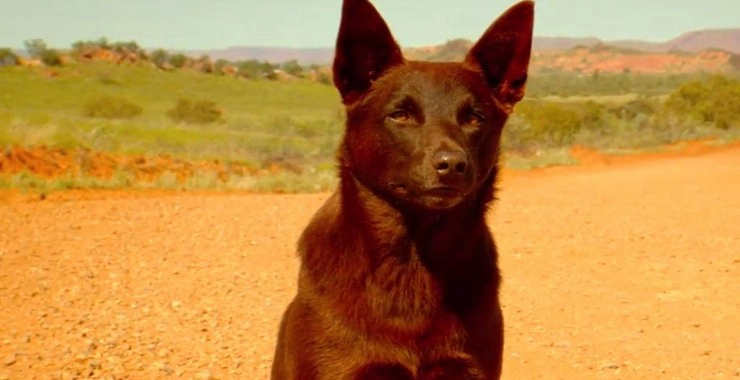 ảnh poster phim Chú Chó Đỏ (Red Dog)