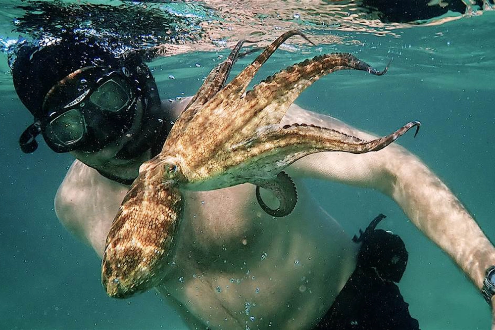 ảnh poster phim Cô giáo bạch tuộc (My Octopus Teacher)