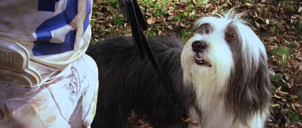 ảnh poster phim Điệp Vụ Chó Xù (The Shaggy Dog)