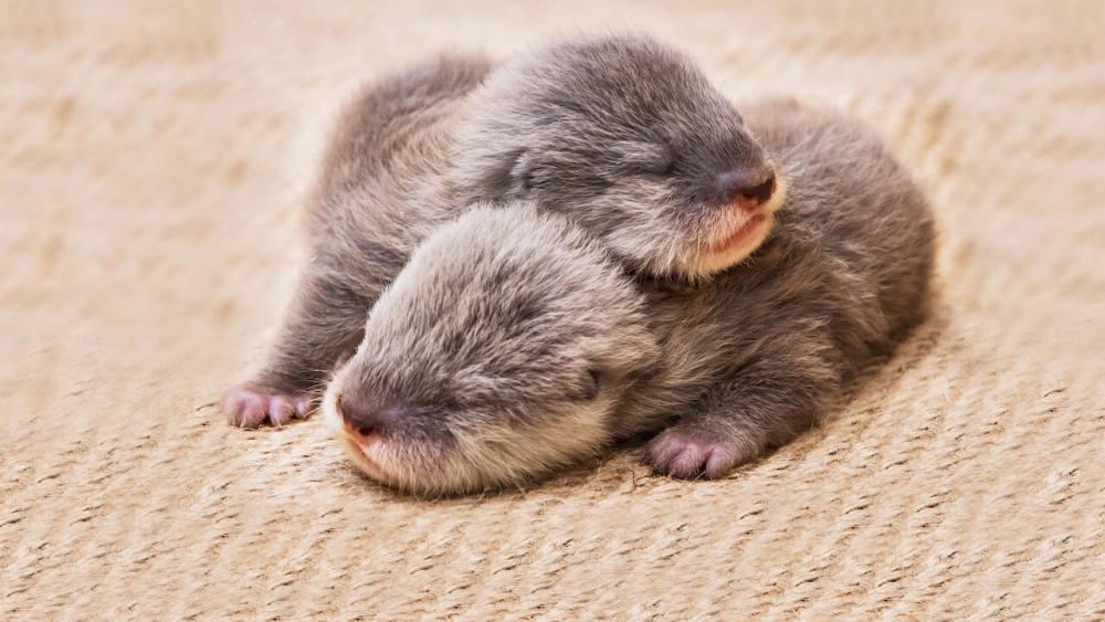 ảnh poster phim Động vật bé cưng trên camera (Baby Animal Cam)