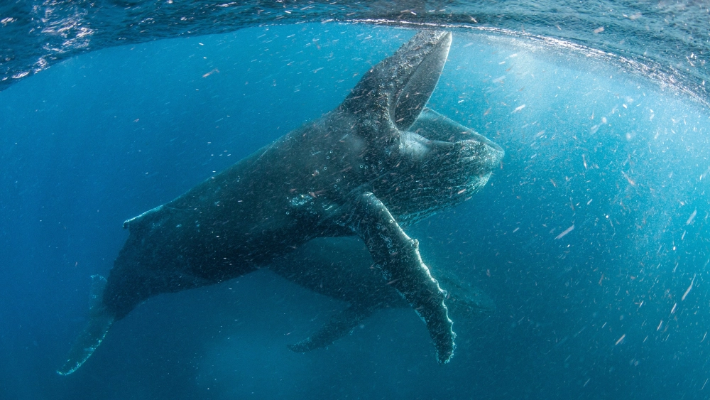 ảnh poster phim Hành Tinh Của Chúng Ta (Phần 2) (Our Planet (Season 2))