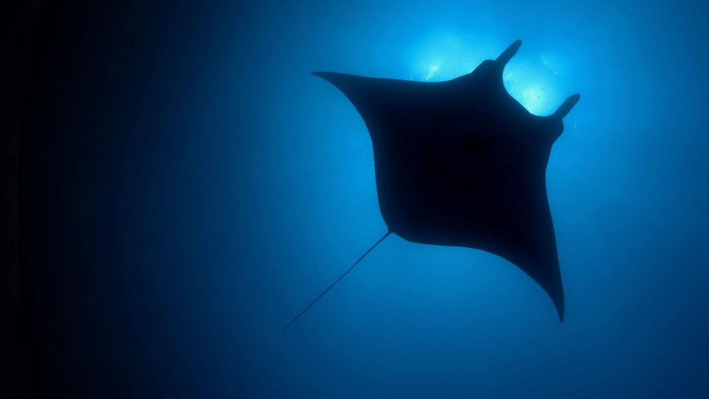 ảnh poster phim Hành Tinh Màu Xanh Dương (The Blue Planet)