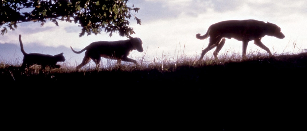 ảnh poster phim Hành Trình Kinh Ngạc (Amazing Journeys)