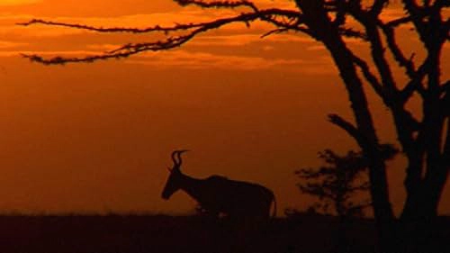 ảnh poster phim Khu Bảo Tồn Ol Pejeta Châu Phi (Phần 3) (Ol Pejeta Diaries)