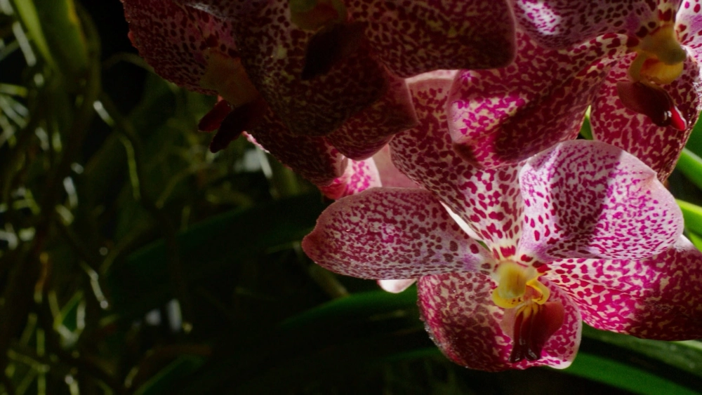 ảnh poster phim Kingdom of Plants