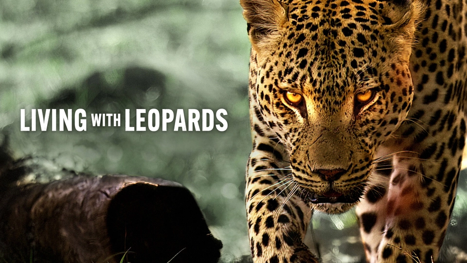 ảnh poster phim Living with Leopards