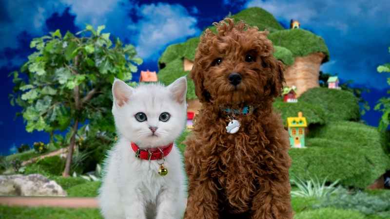 ảnh poster phim Mittens Và Pants (Mittens & Pants)