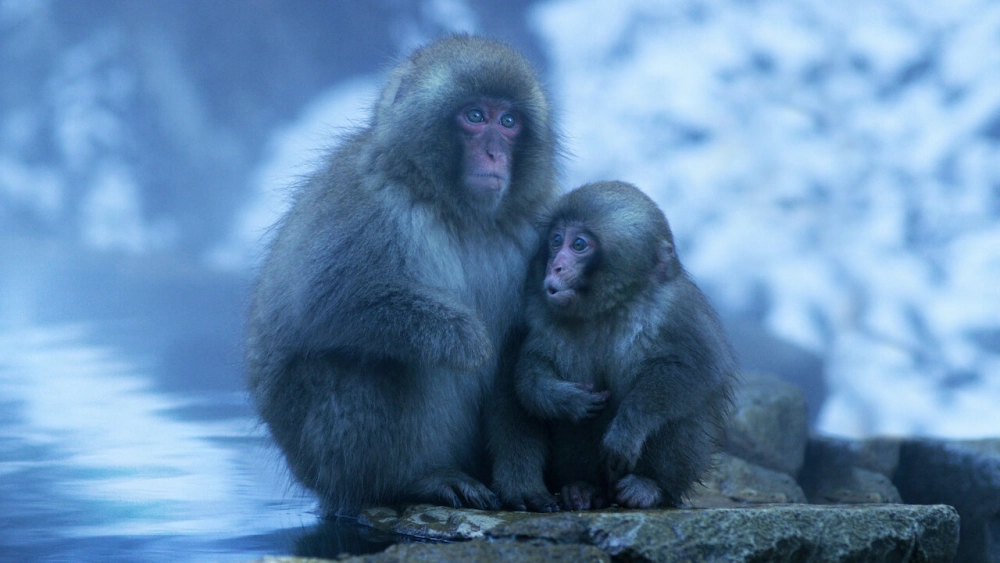 ảnh poster phim Nghệ thuật của tự nhiên (Phần 3) (Moving Art (Season 3))