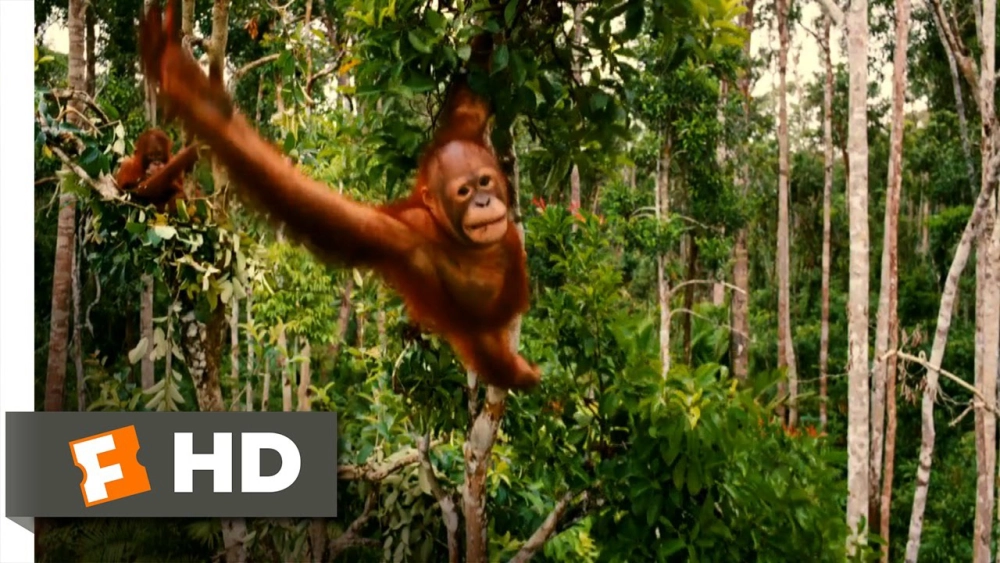 ảnh poster phim Những Loài Vật Mồ Côi (Born to Be Wild)