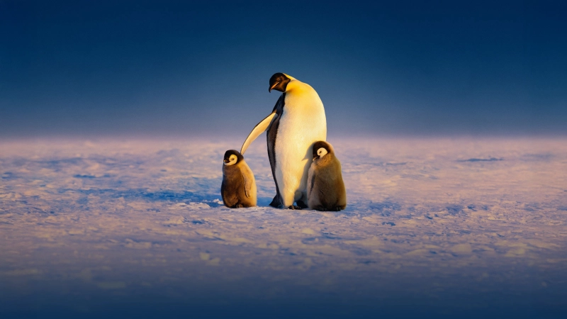ảnh poster phim Secrets of the Penguins