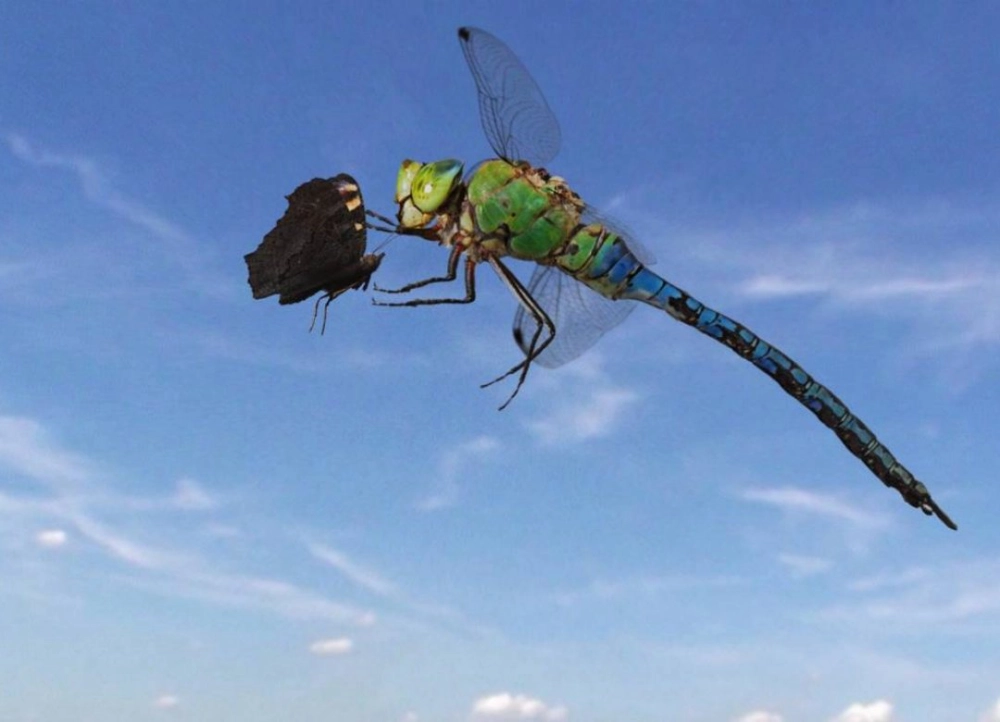 ảnh poster phim Sky Hunters - The World of Dragonfly