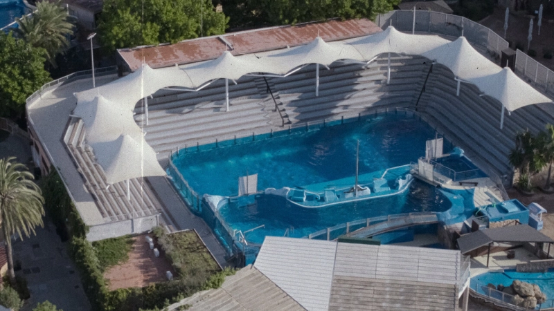 ảnh poster phim Vua cá heo cuối cùng (The Last Dolphin King)