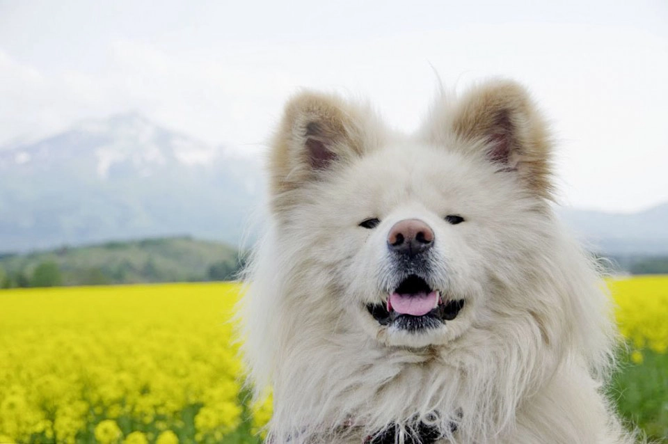 ảnh poster phim Wasao