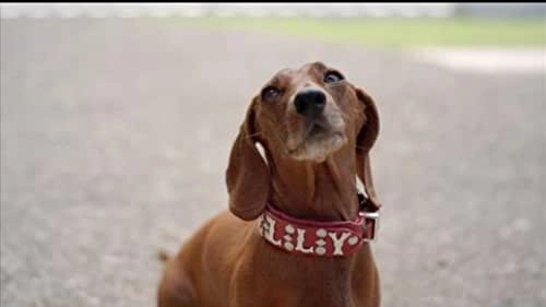 ảnh poster phim Wiener Dog Internationals