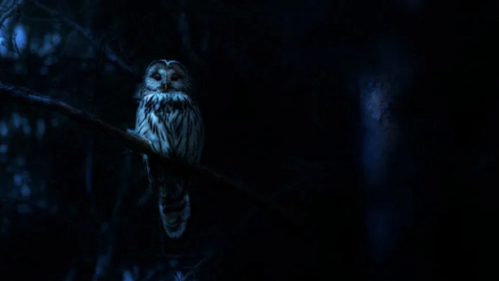 ảnh poster phim Ác Mộng Của Thiên Nhiên