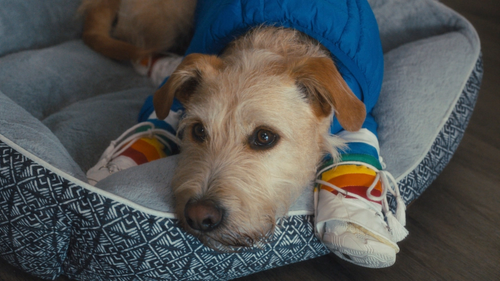 ảnh poster phim Merv