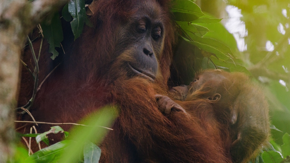 ảnh poster phim Orangutan